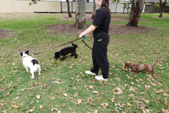 Domestic Dog Training Daycare