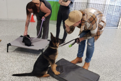 Domestic Dog Training Photo