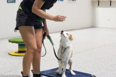 Domestic Dog Training Photo